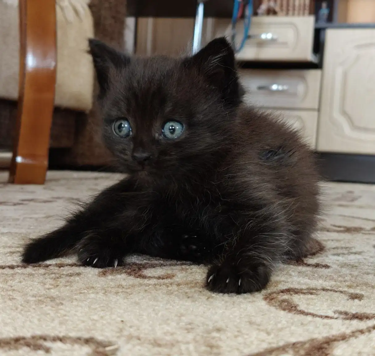 Отдам в добрые руки котят сиамской и мейн-кун пород - Кошки (Животные) в Зубчаниновка