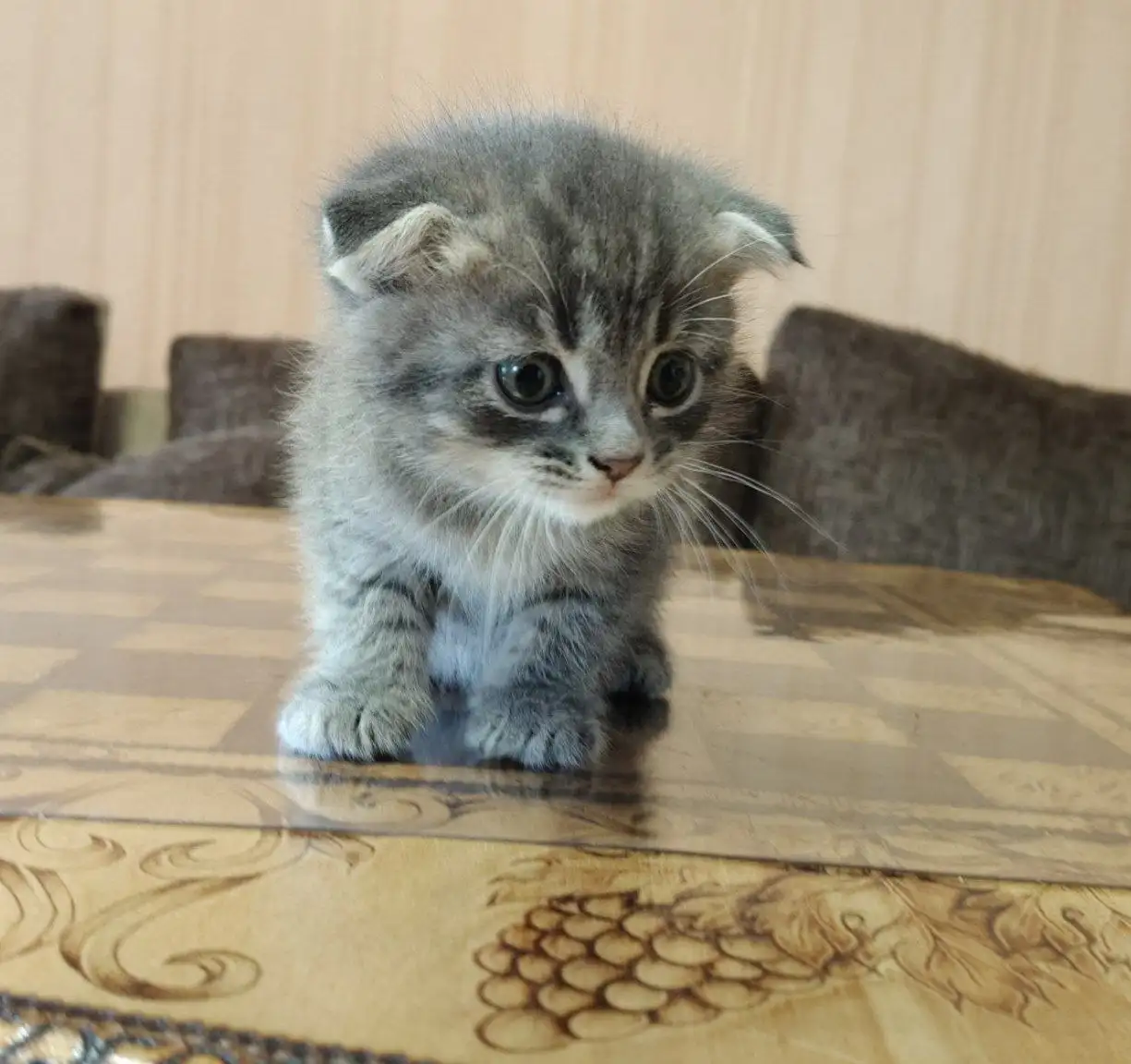 Отдам в добрые руки котят сиамской и мейн-кун пород - Кошки (Животные) в Зубчаниновка