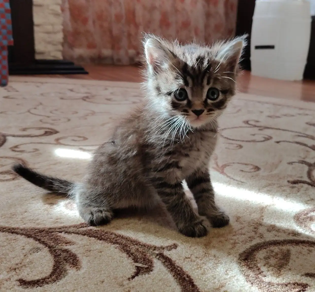 Отдам в добрые руки котят сиамской и мейн-кун пород - Кошки (Животные) в Зубчаниновка