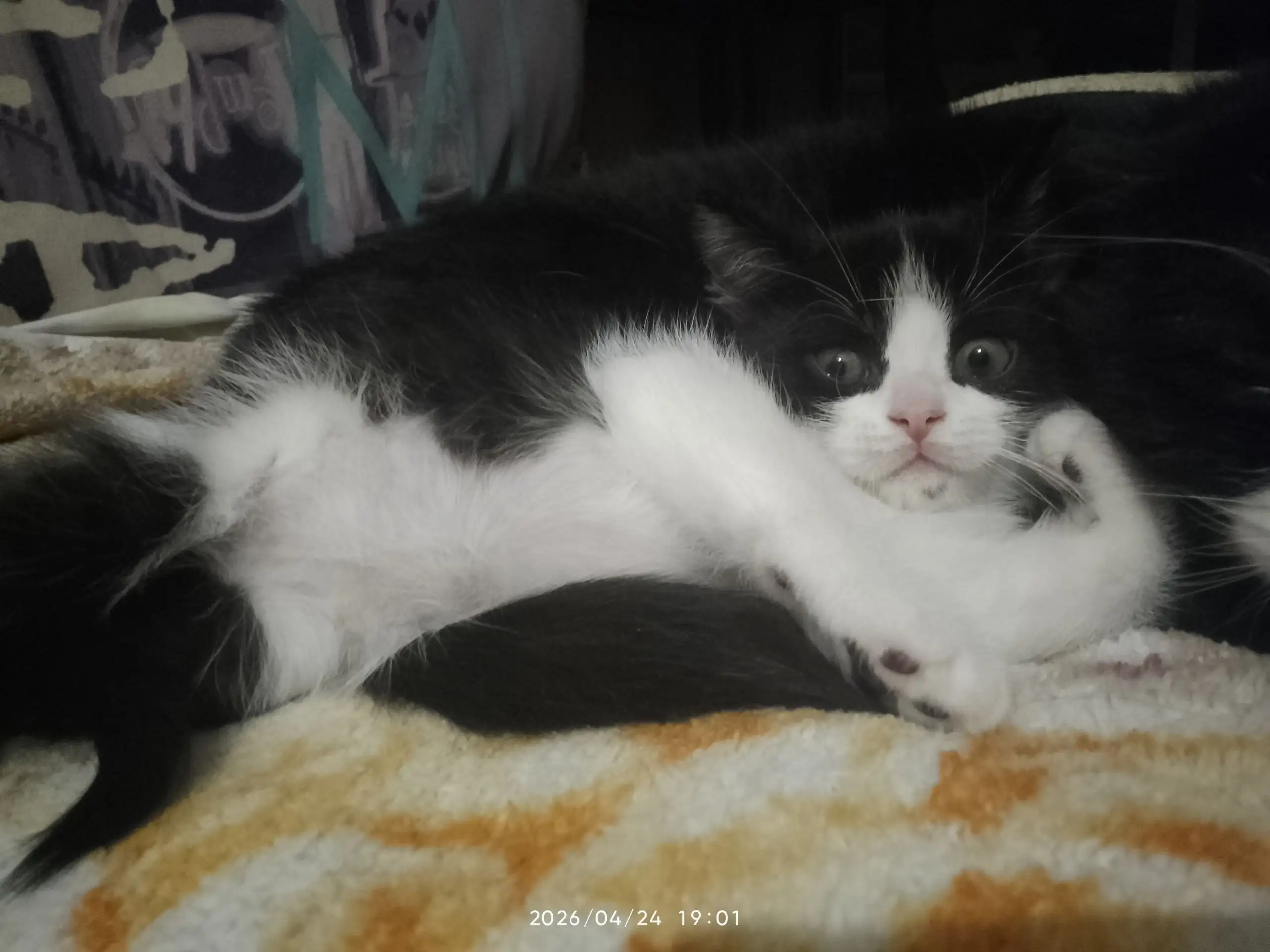 Отдам котёнка в добрые руки - Кошки (Животные) в Самара