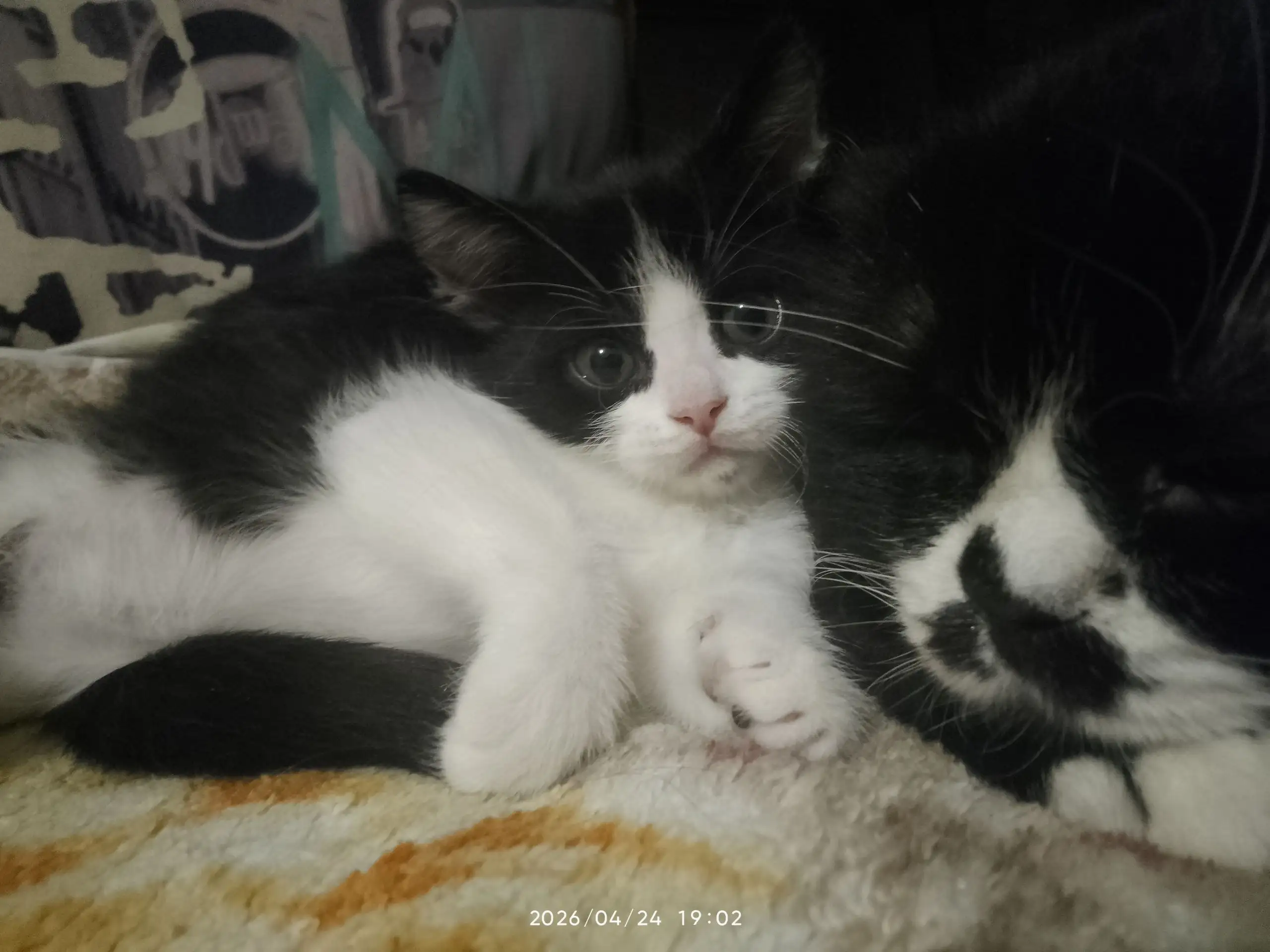 Отдам котёнка в добрые руки - Кошки (Животные) в Самара