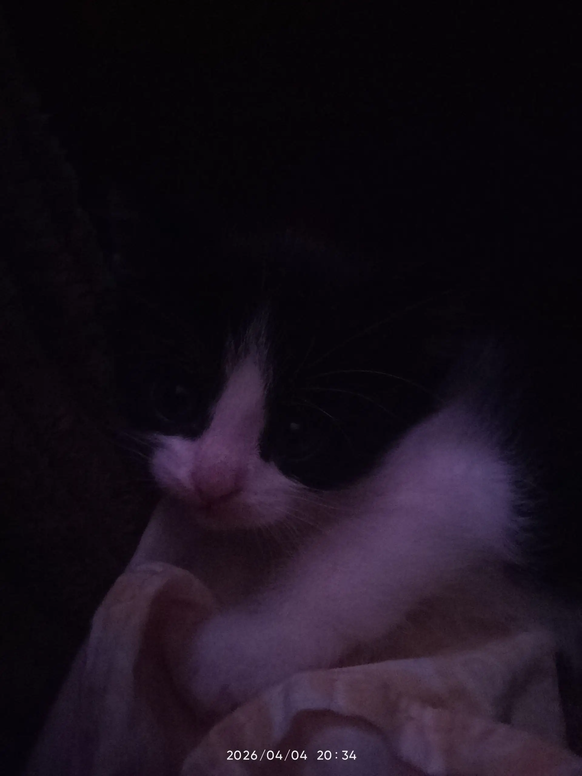 Отдам котёнка в добрые руки - Кошки (Животные) в Самара