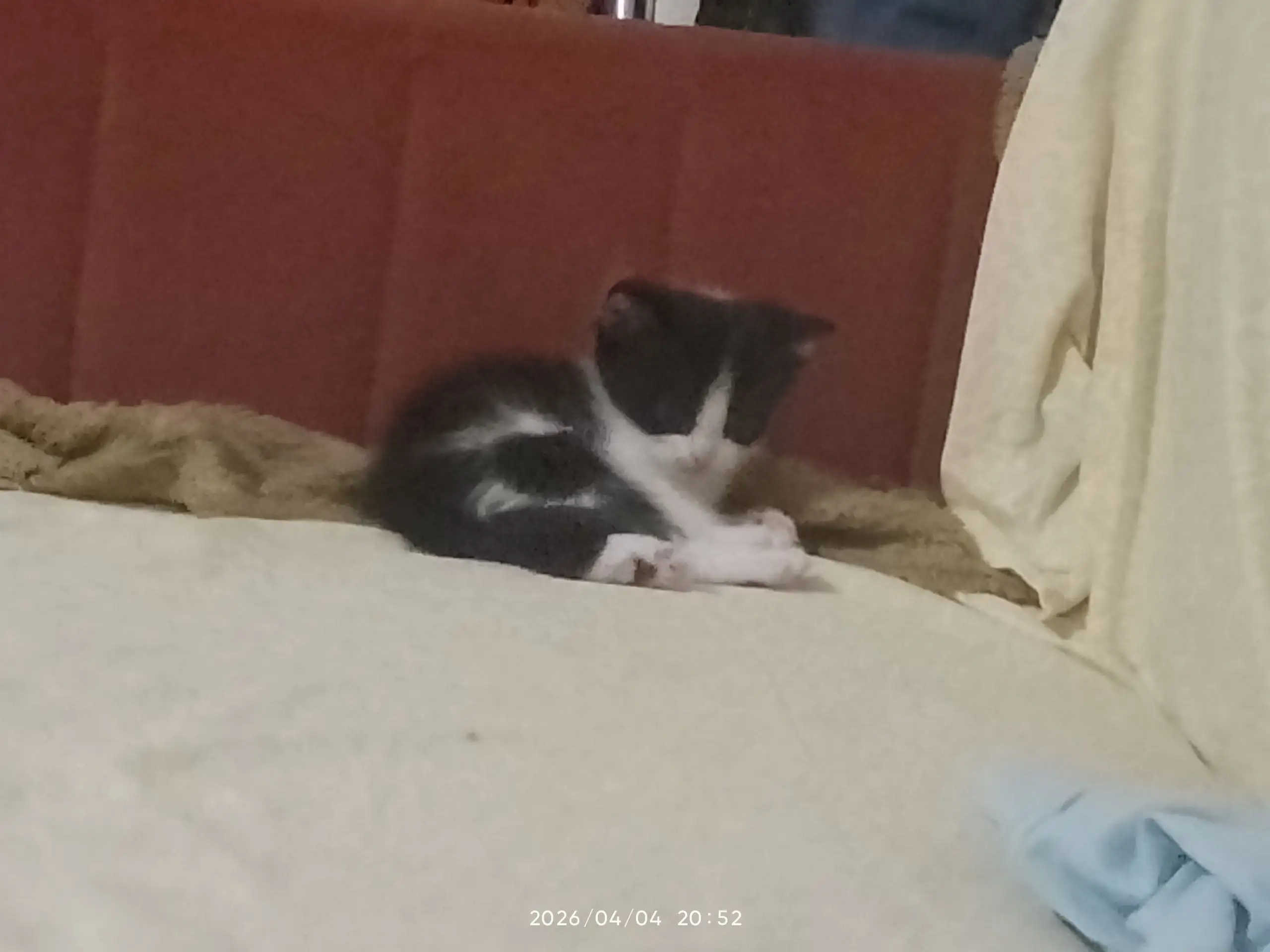 Отдам котёнка в добрые руки - Кошки (Животные) в Самара