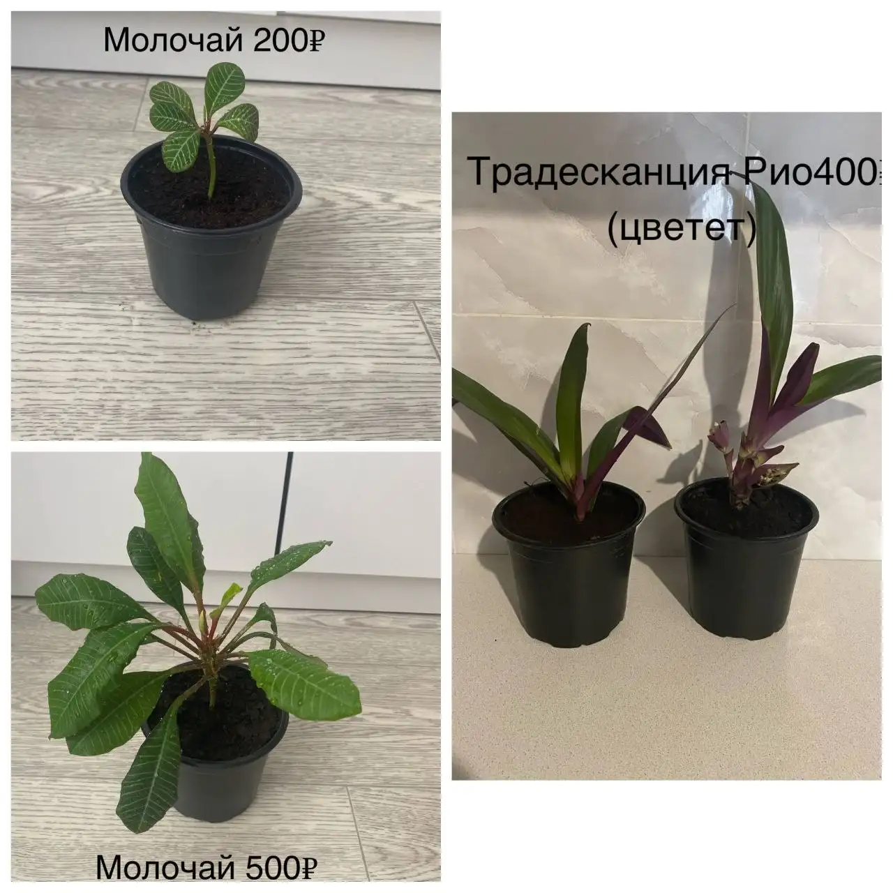 Продам излишки цветов - Цветы (Растения) в Самара
