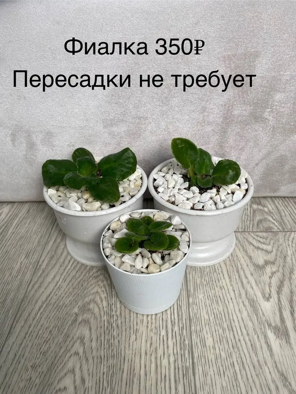 Продам излишки цветов - Цветы (Растения) в Самара