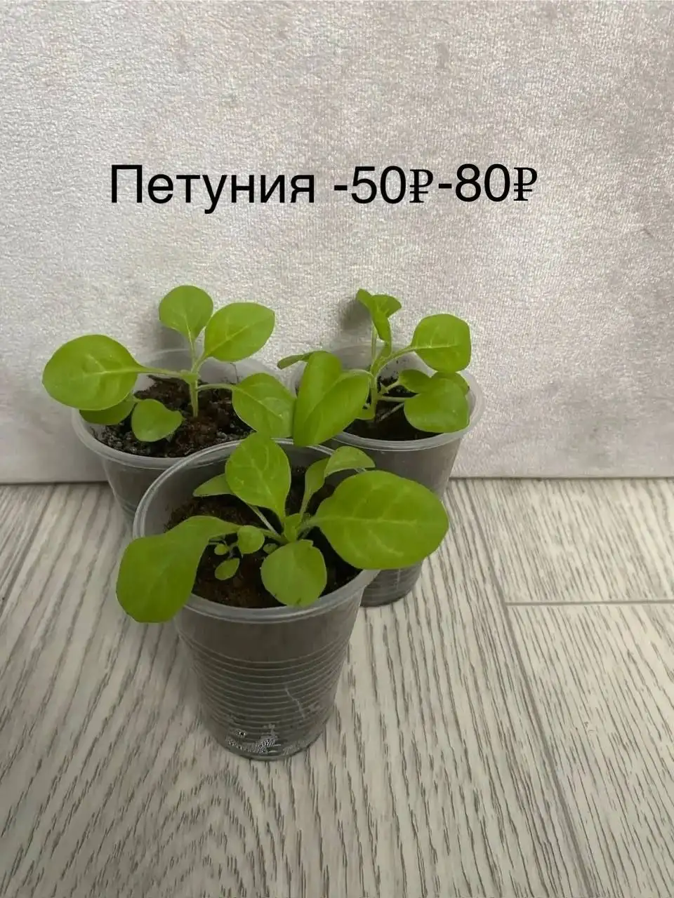 Продам излишки цветов - Цветы (Растения) в Самара