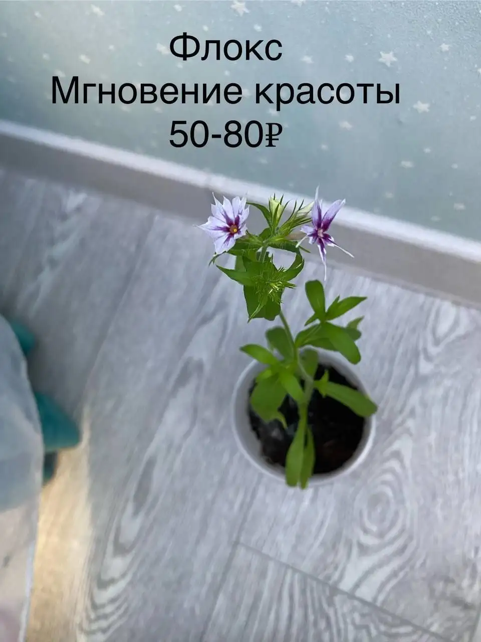Продам излишки цветов - Цветы (Растения) в Самара
