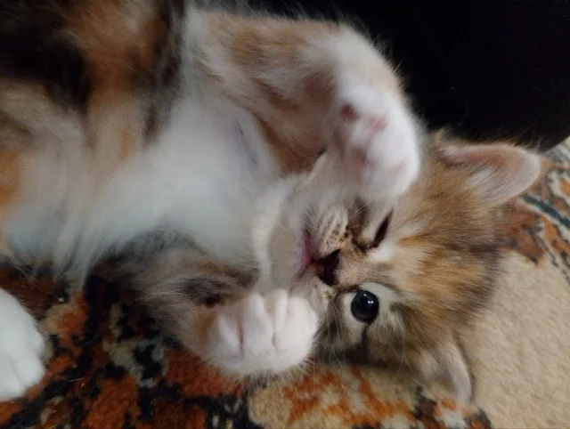 Котенок ищет дом - Животные в Самара