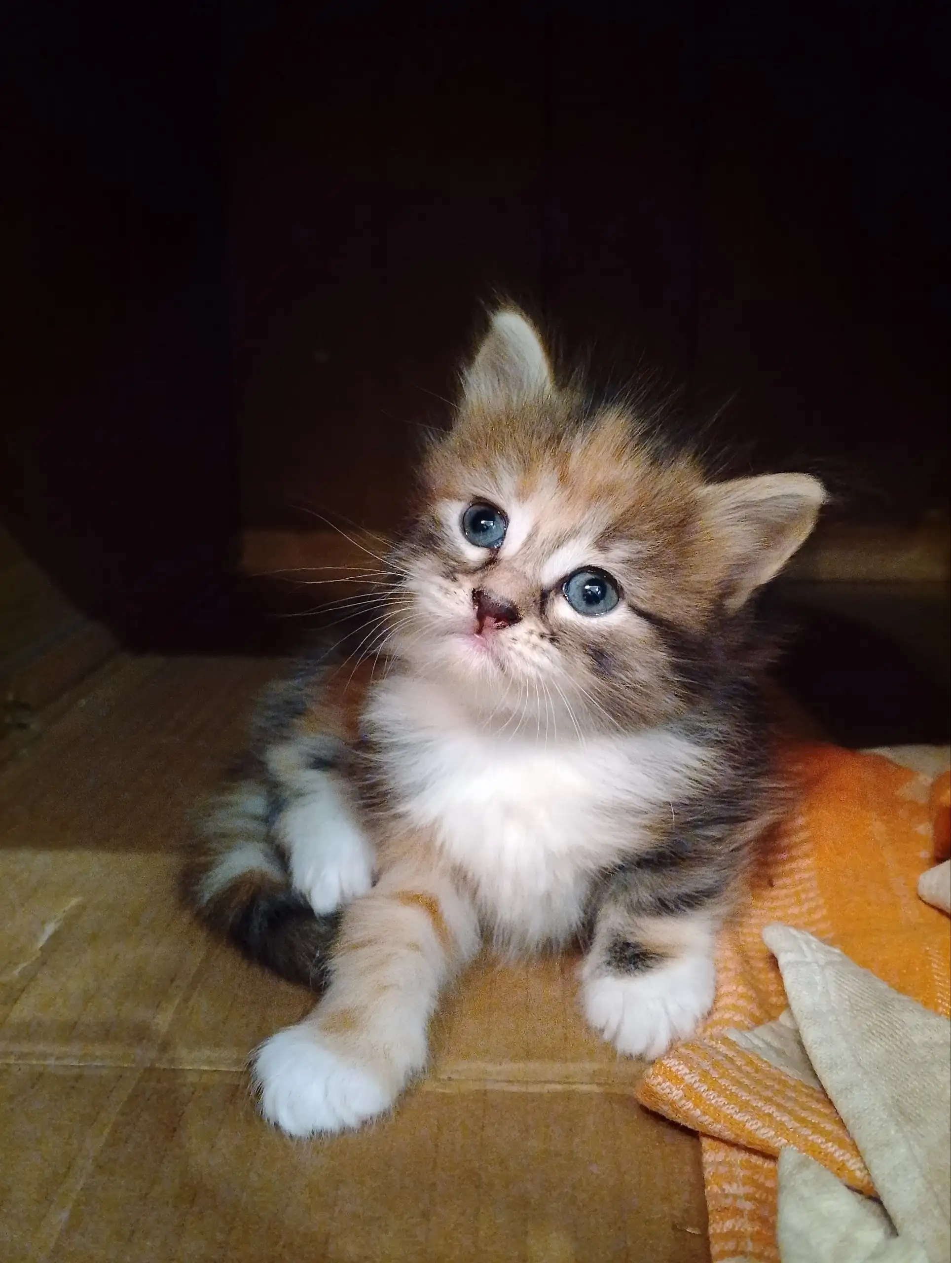 Котенок ищет дом - Кошки (Животные) в Самара