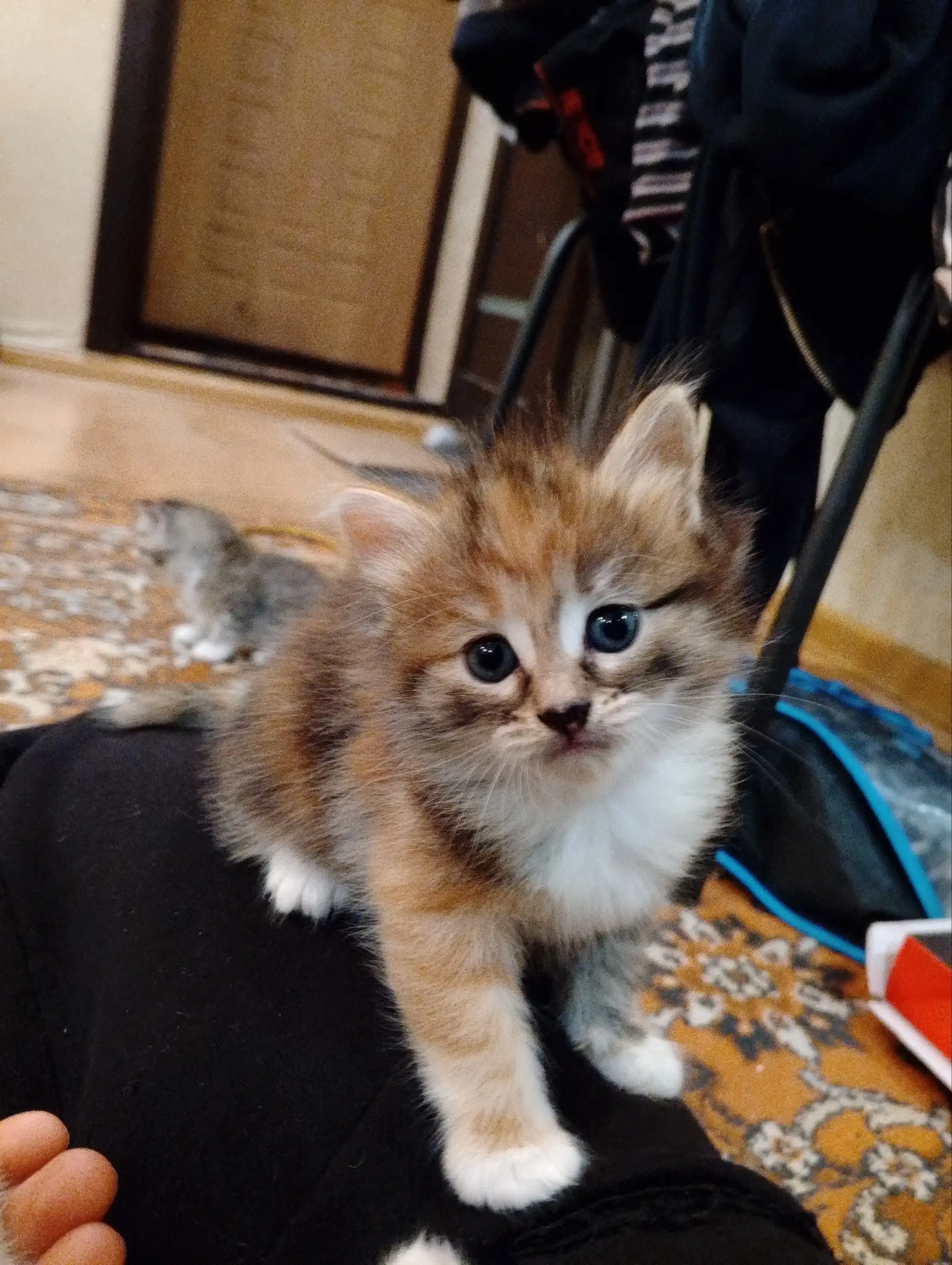 Котенок ищет дом - Кошки (Животные) в Самара