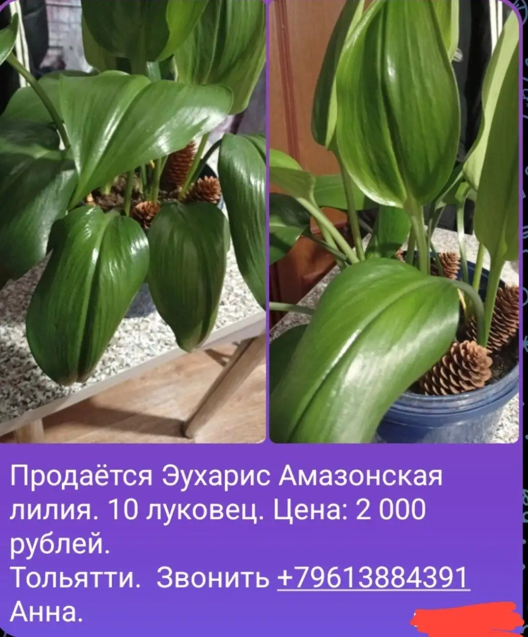 Срочная продажа - отдам даром - Барахолка в Самара