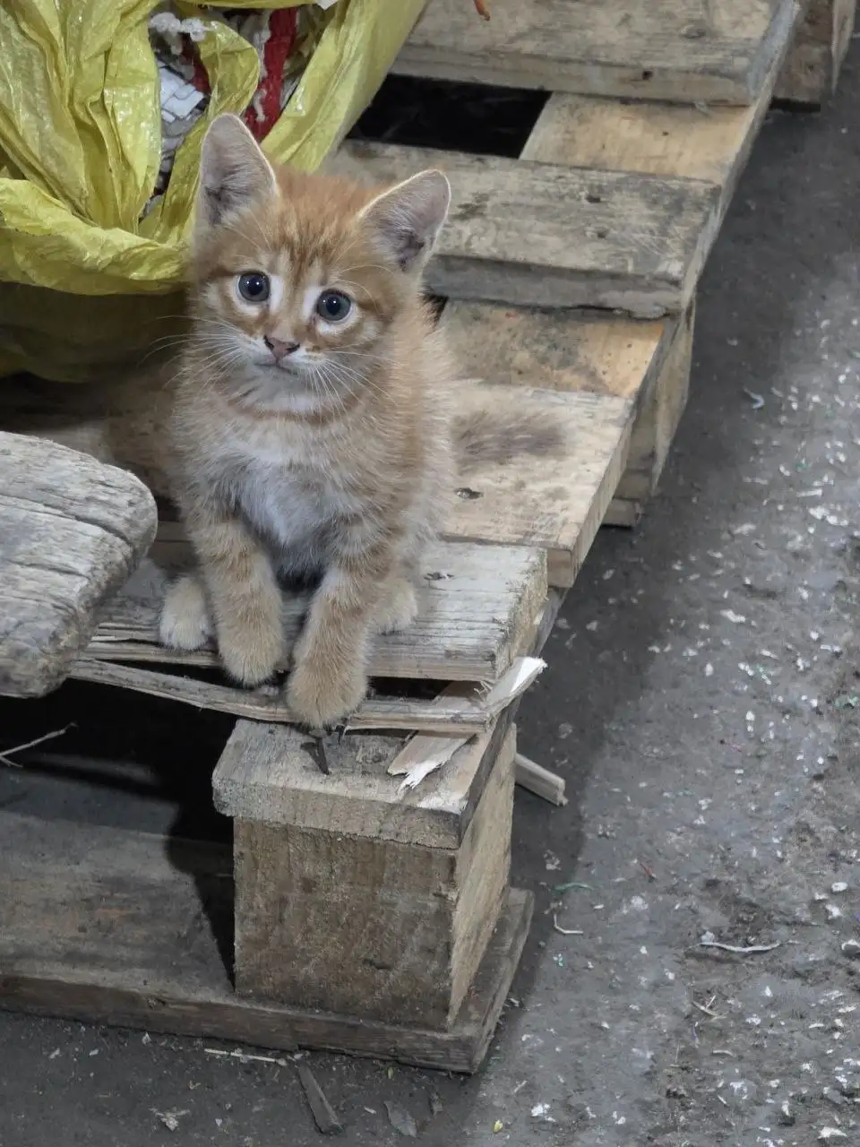 Бесплатные котята - Кошки (Животные) в Самара