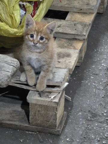 Бесплатные котята - Животные в Самара