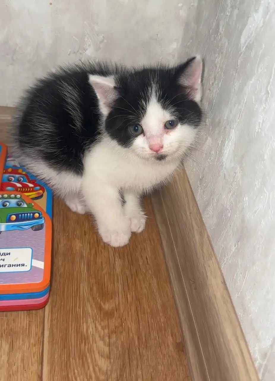 Котенок в добрые руки - Кошки (Животные) в Самара