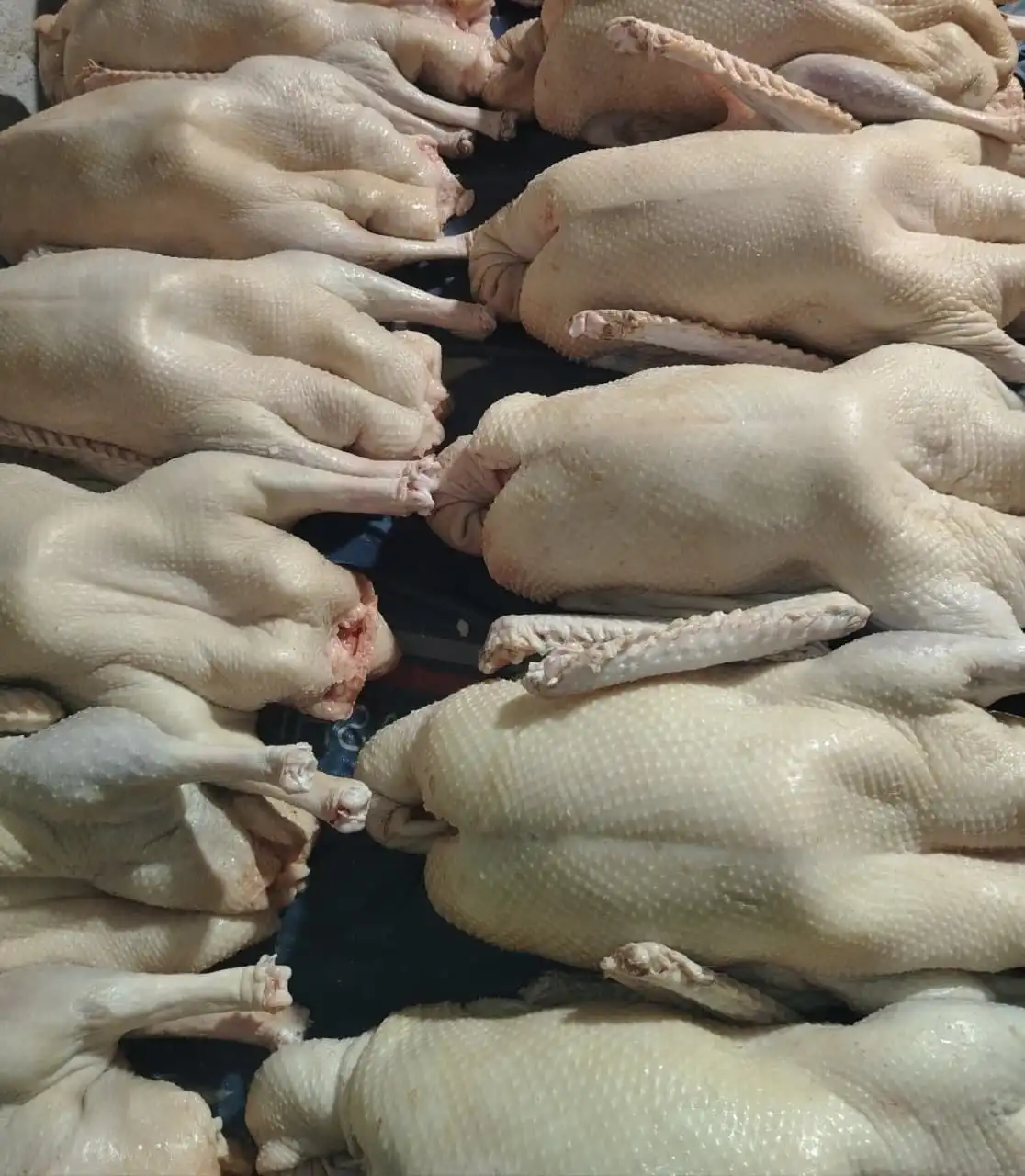 Продажа гусей и уток