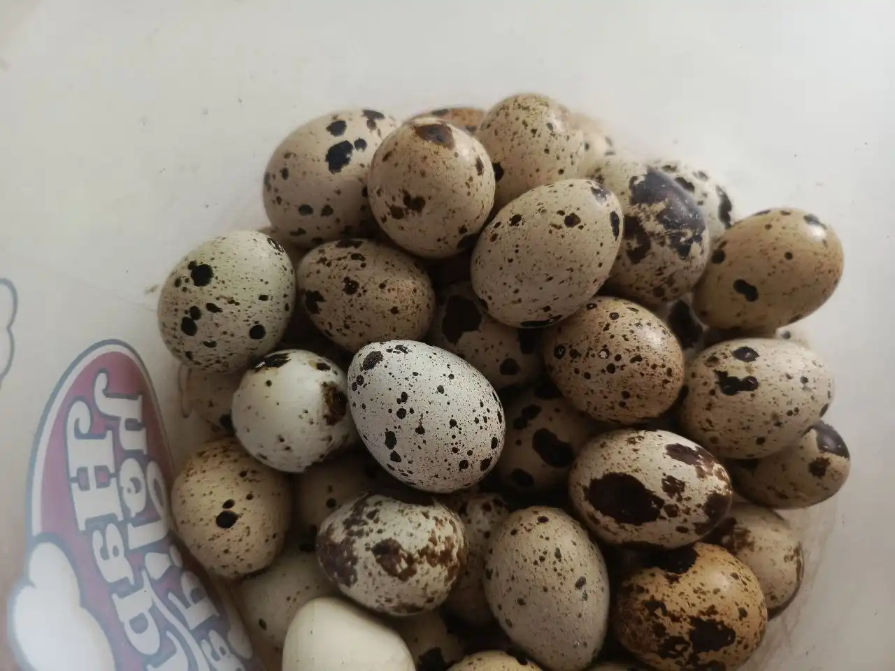 Продажа свежих перепелиных яиц