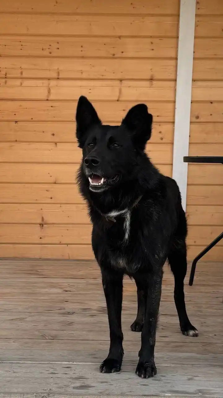 Пропала собака в поселке Смолино