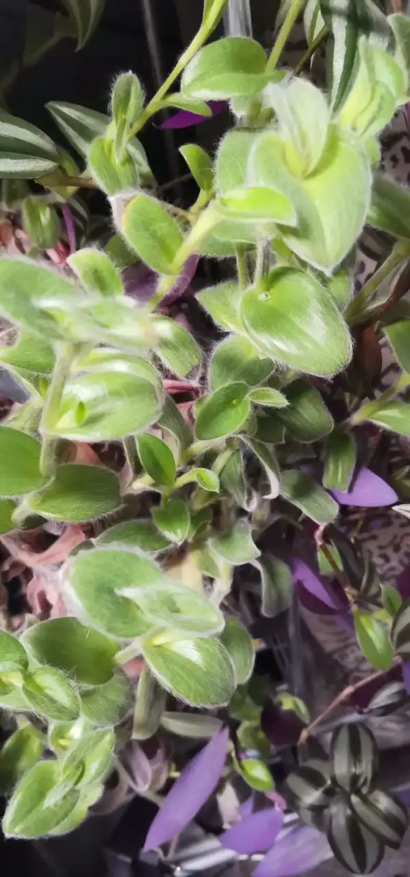 Продажа комнатных растений - Растения (Барахолка) в Челябинск