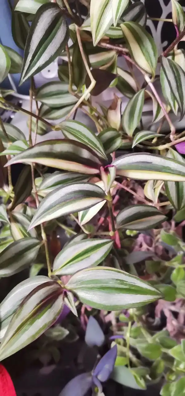 Продажа комнатных растений - Растения (Барахолка) в Челябинск