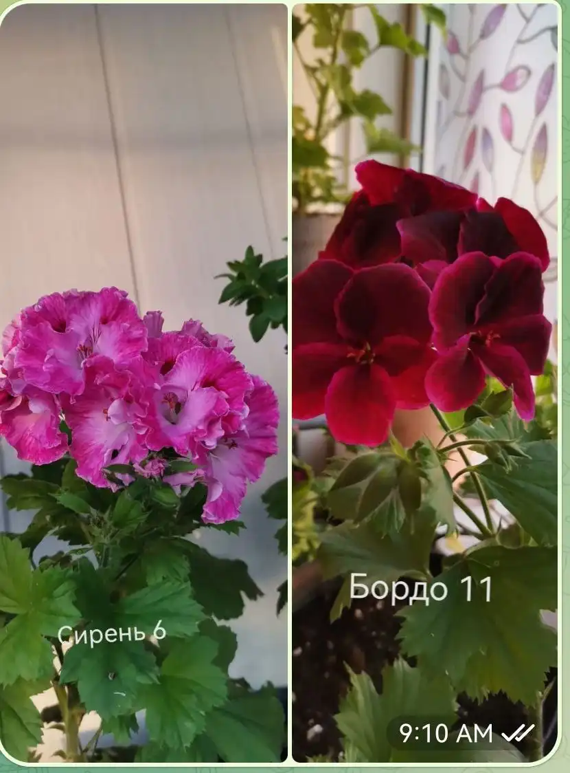 Продажа комнатных растений - Растения (Барахолка) в Челябинск