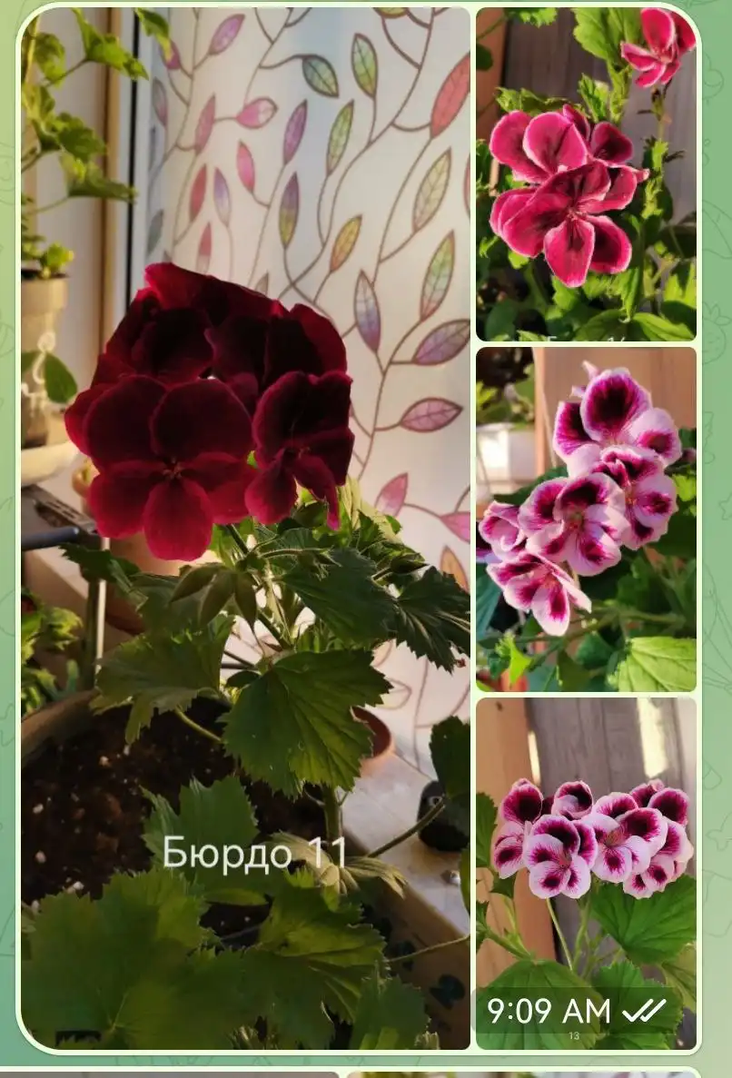 Продажа комнатных растений - Растения (Барахолка) в Челябинск