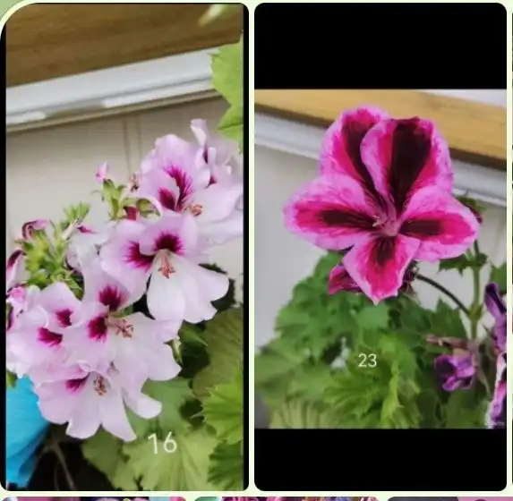 Продажа комнатных растений - Растения (Барахолка) в Челябинск