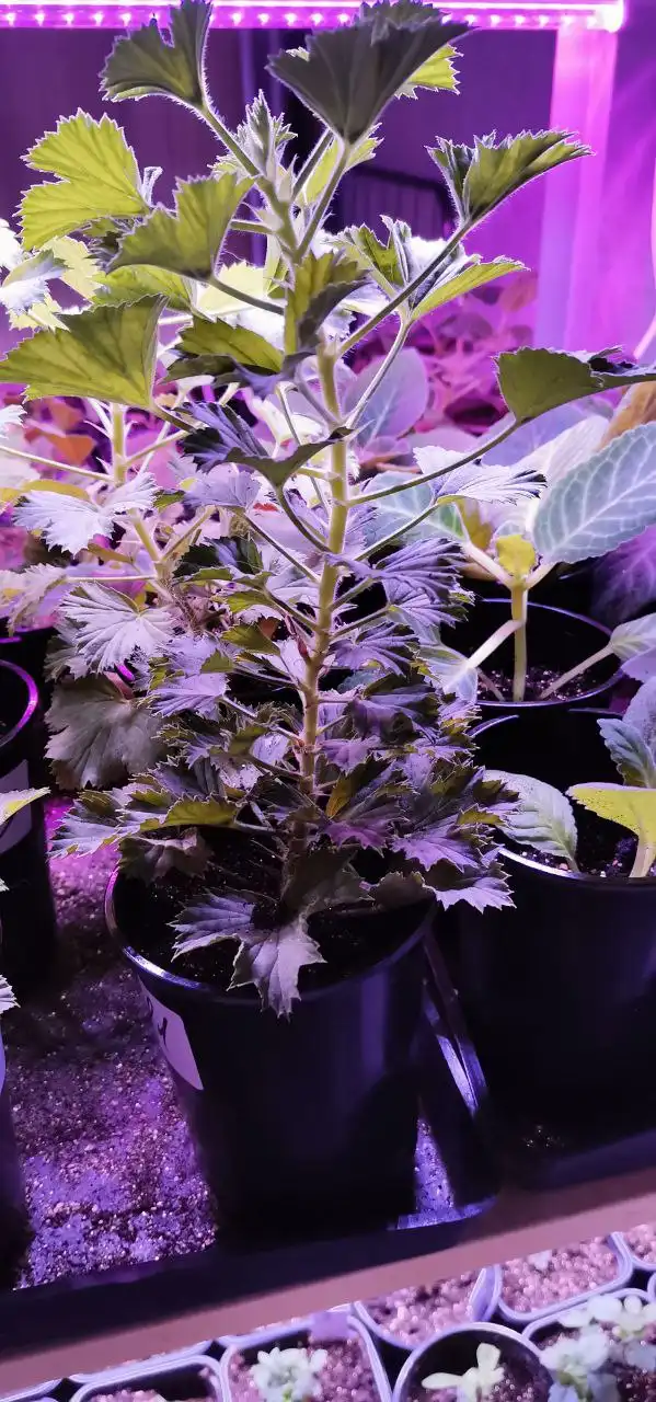 Продажа комнатных растений - Растения (Барахолка) в Челябинск