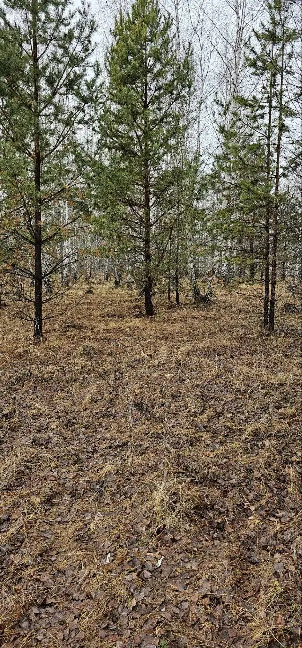 Продажа участков на Увильдах - Земельные участки (Недвижимость) в Челябинск