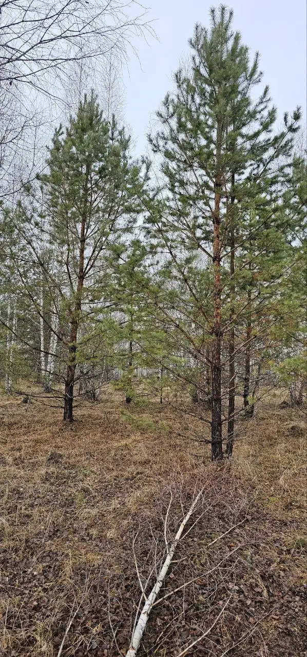 Продажа участков на Увильдах - Земельные участки (Недвижимость) в Челябинск