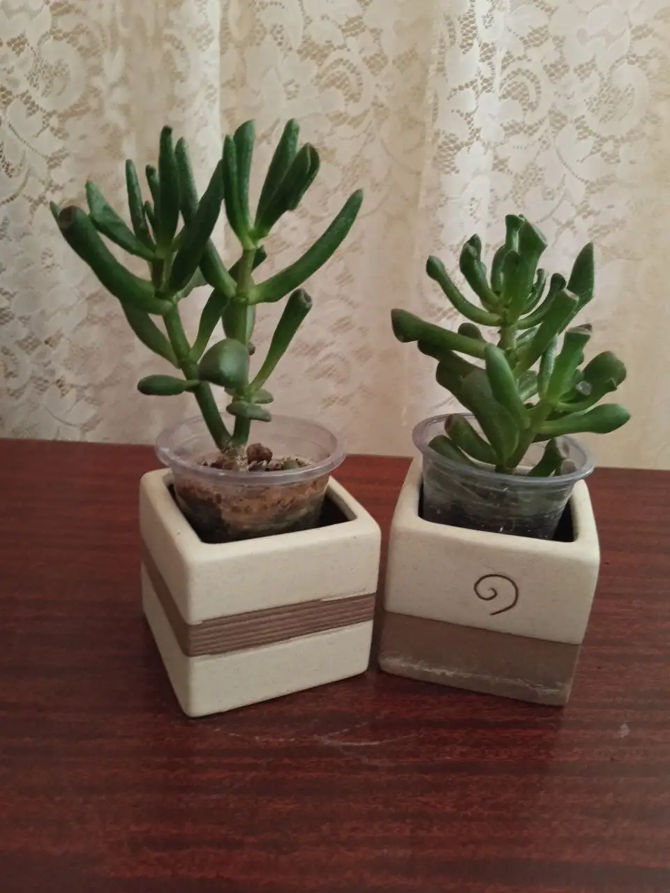 Толстянка Хоббит - Растения (Хобби и отдых) в Челябинск