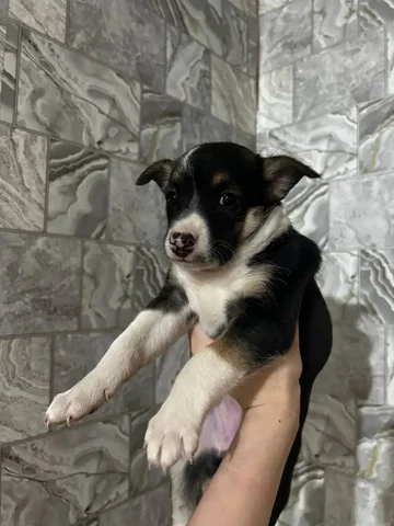 Щенок дворняжки девочка 8 недель - частное объявление в Челябинск