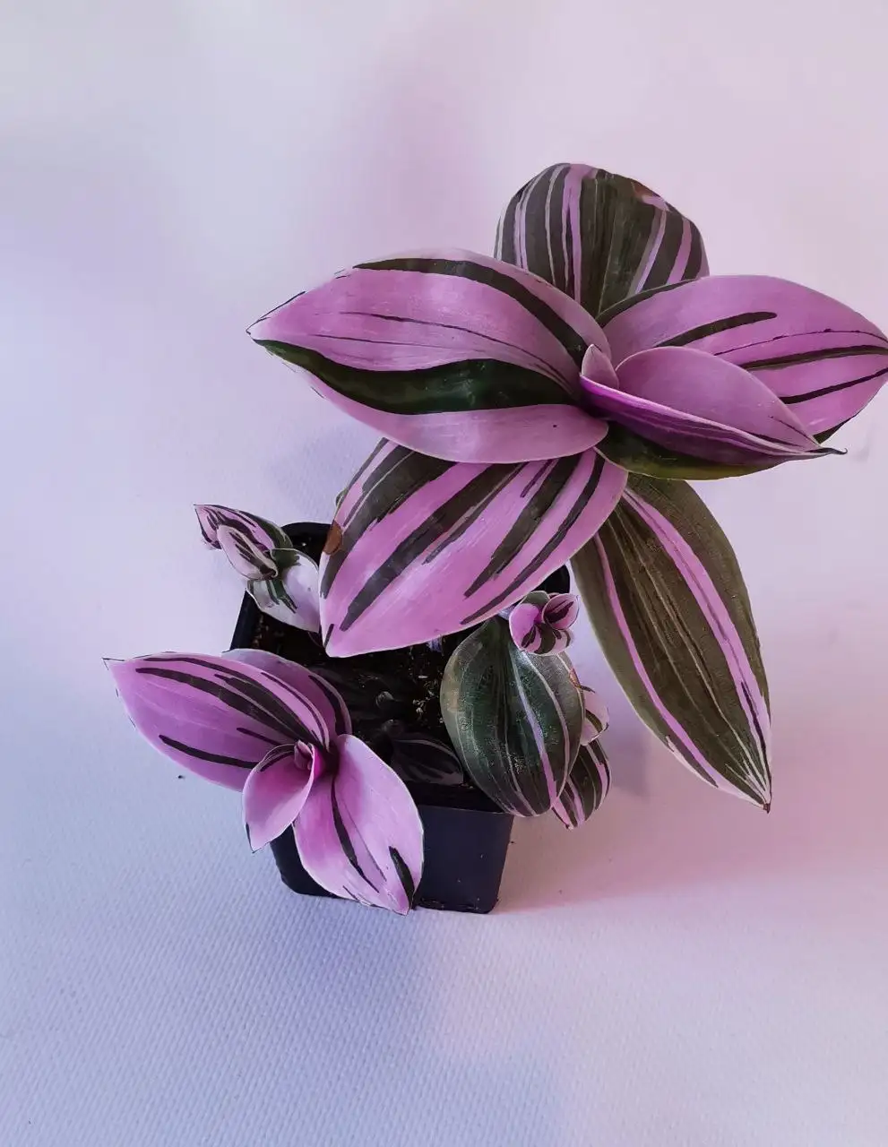 Традесканция белая и розовая - Растения (Барахолка) в Челябинск