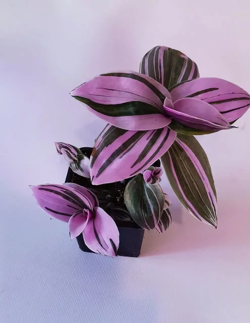 Традесканция белая и розовая - Электронные сигареты и жидкости в Челябинск