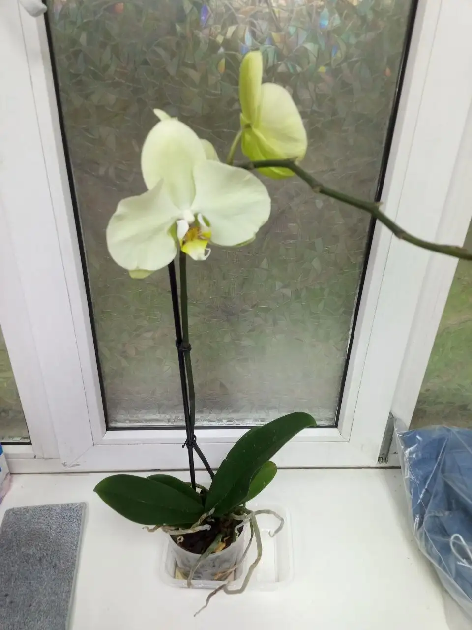 Продам архидею - Растения в Челябинск