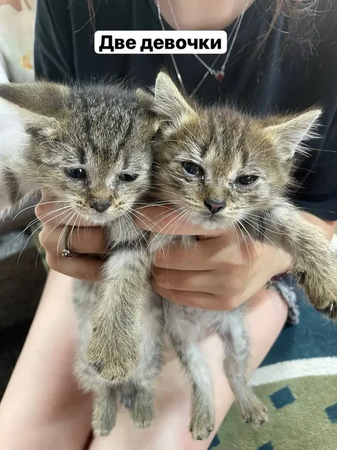Котята в добрые руки - Кошки и собаки в Челябинск