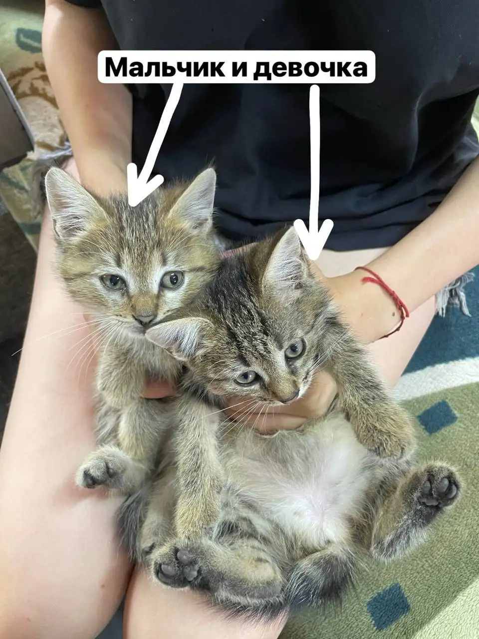 Котята в добрые руки - Кошки (Животные) в Челябинск
