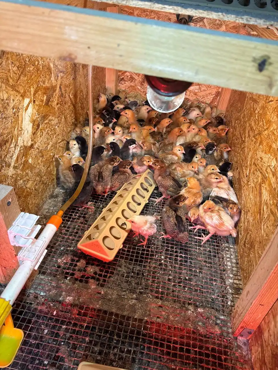 Продажа суточных цыплят - Животные в Симферополь