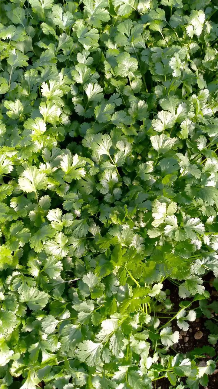 Продам шикарную кинзу