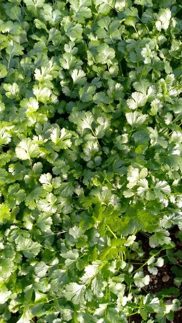 Продам шикарную кинзу - Хобби и отдых в Симферополь