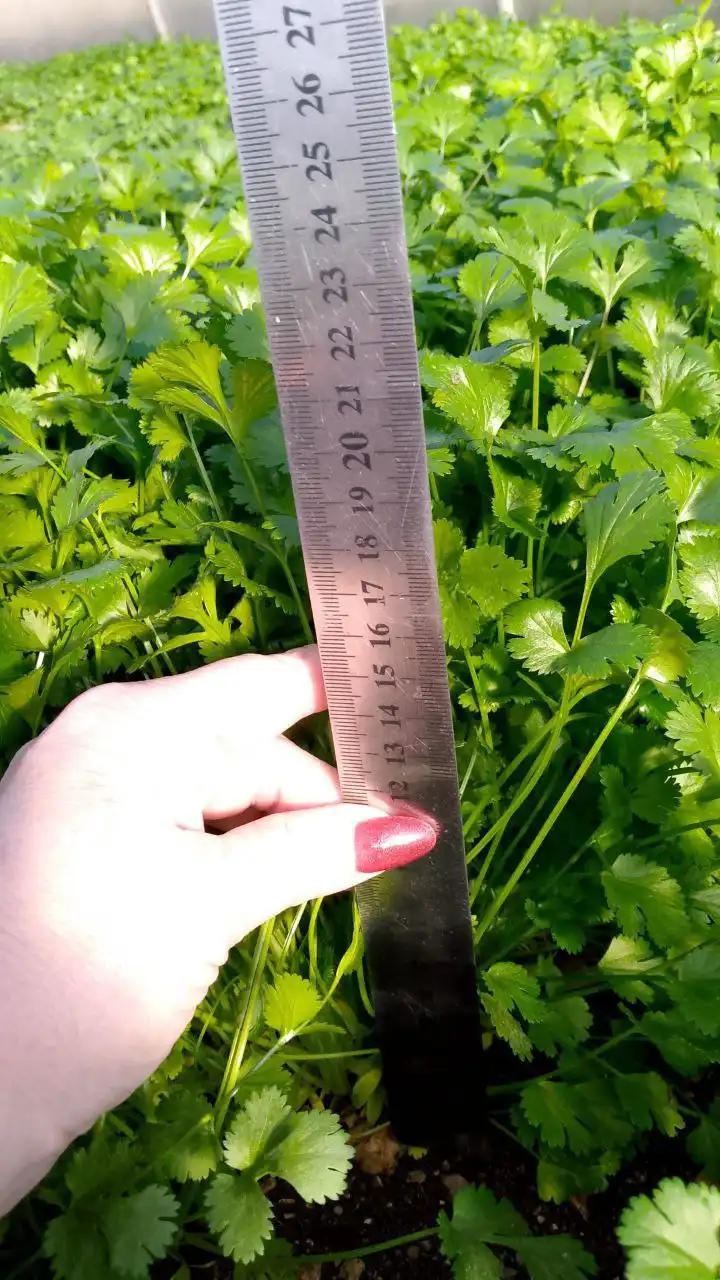 Продам шикарную кинзу