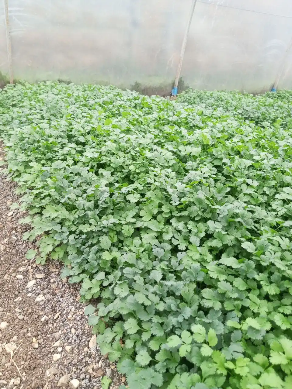 Продам шикарную кинзу