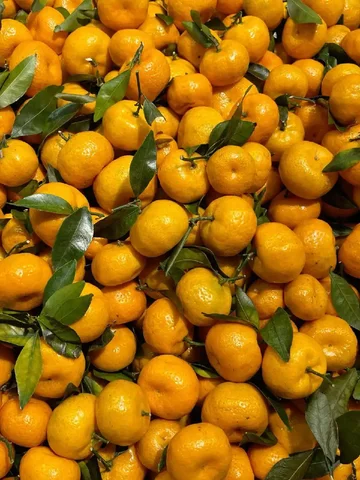 Продажа абхазских мандаринов оптом - Хобби и отдых в Симферополь