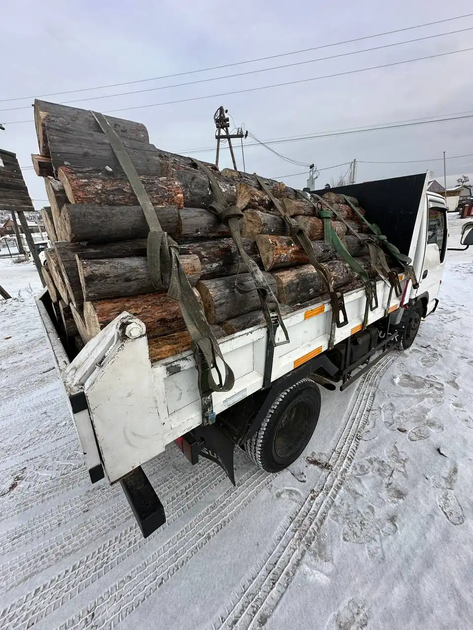 Сосна сухая