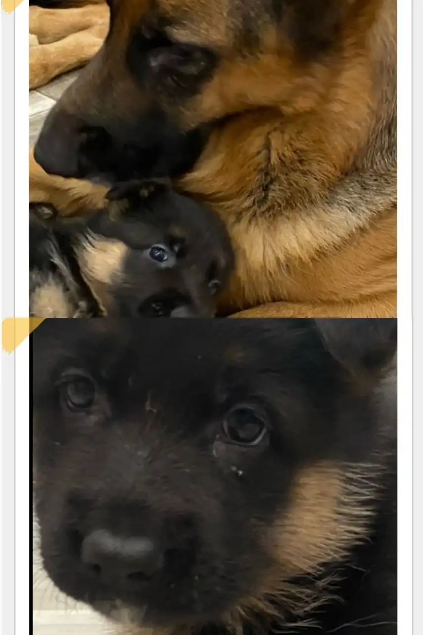 Продажа щенка немецкой овчарки