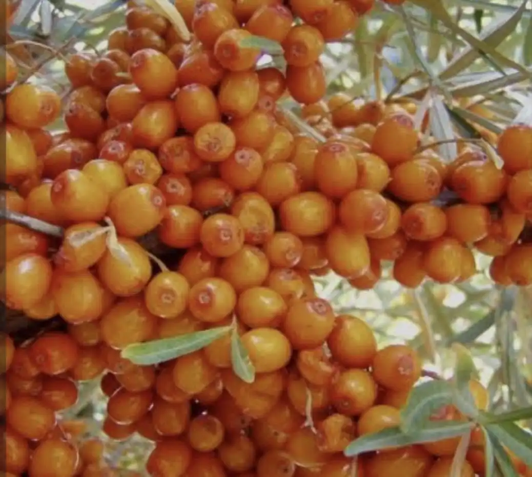 Свежая облепиха из экологически чистого района