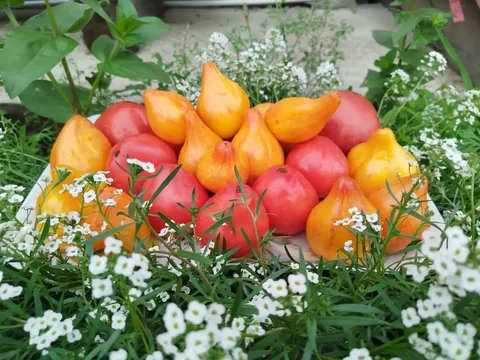 Редкие сорта томатов и профессиональные семена - частное объявление в Улан-Удэ