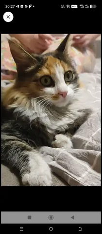 Кошка 7 месяцев в добрые руки - Собаки в Улан-Удэ