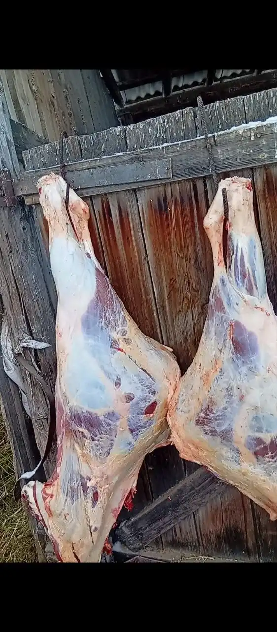 Продажа молодой телки, мясо халяльное