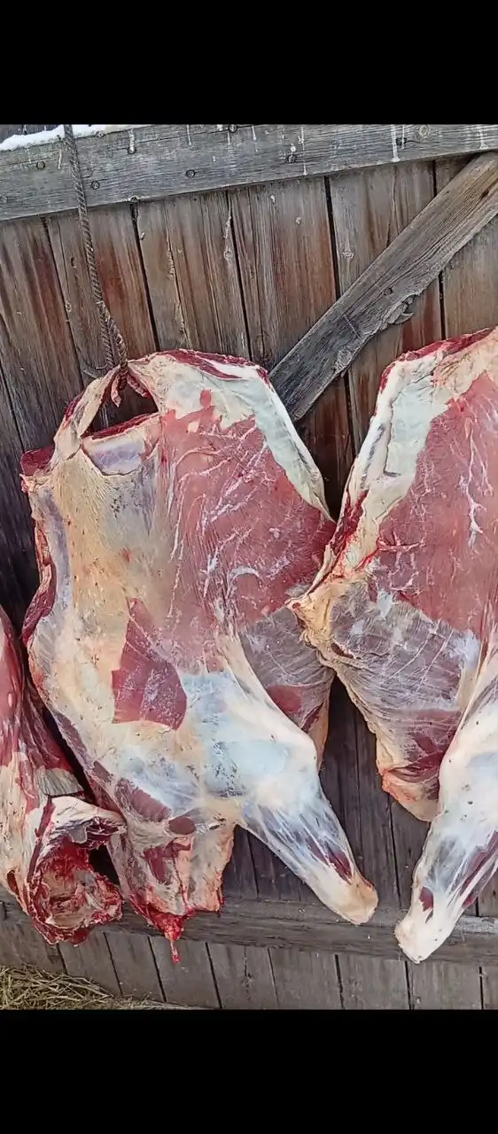 Продажа молодой телки, мясо халяльное