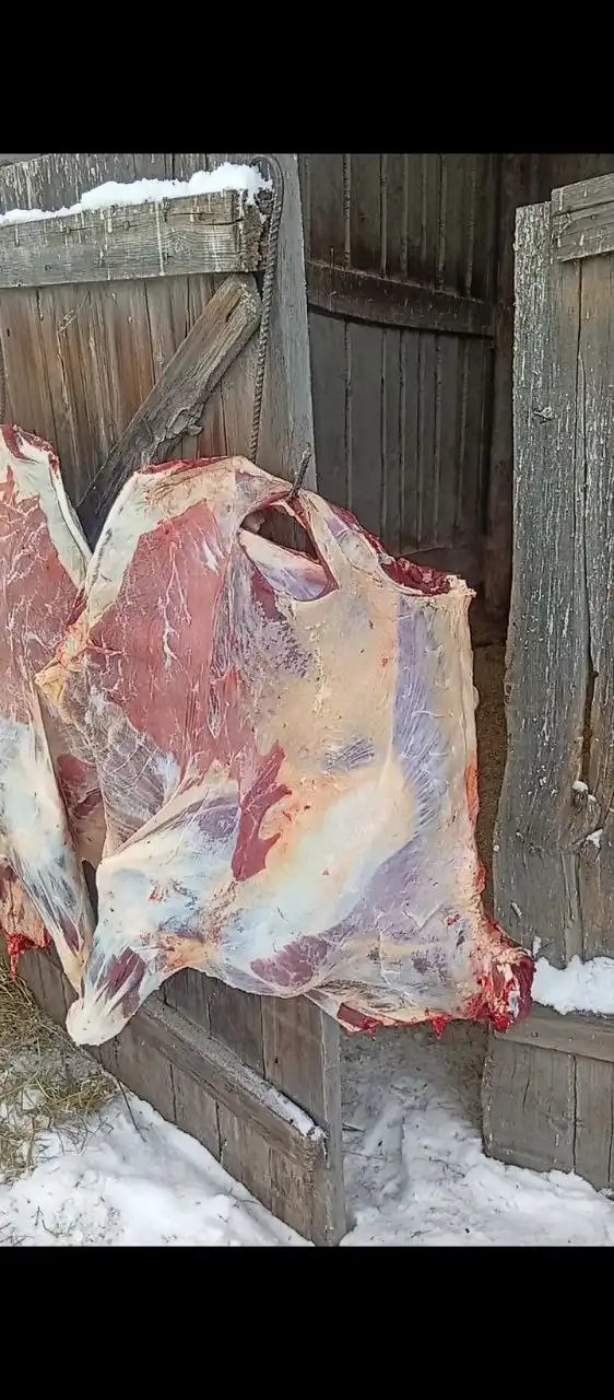 Продажа молодой телки, мясо халяльное